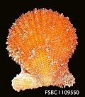 Miniatura para Lindapecten muscosus