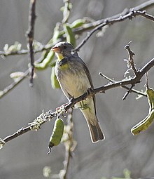 Salvadori's Serin Serinus xantholaemus, Sof Omar.jpg