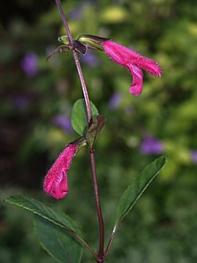 Salvia buchananii (Скотт Зона) 001.jpg