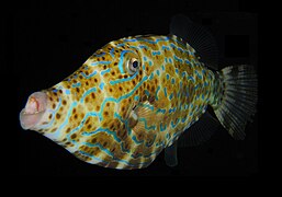 Filefish