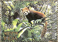 Panda červená na historické indické poštovní známce