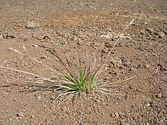 Bromus catharticus