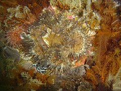 Striped anemones