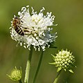 Weiß blühende Gewöhnlicher Teufelsabbiss mit Honigbiene