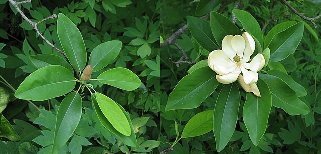 Description de l'image Sweetbay Magnolia Magnolia virginiana Comparison 4400px.jpg.