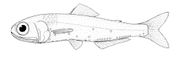 貝氏壯燈魚（上）與巴氏標燈魚（下） 翻攝於圖鑑《Oceanic Ichthyology》
