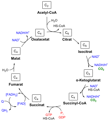 citric acid cycle. Citric acid cycle with