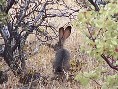 A jackrabbit on top of Lower Table Rock