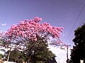 Miniatura para Handroanthus heptaphyllus