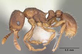 Tetramorium degener