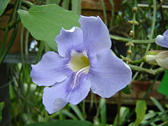 Description de l'image Thunbergia_grandiflora.jpg.