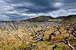 Miniatura para Incendio forestal de Torres del Paine de 2011-2012