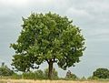 Il fragno (Q.trojana) è un'altra quercia greco-turca, presente in Italia solo in Puglia e in Basilicata
