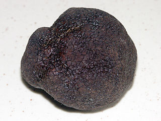 Tuber melanosporum