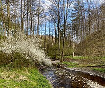 Blühender Schlehdorn am unteren Sengbach