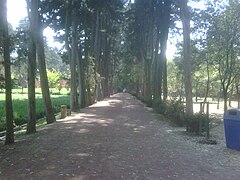 Vista de la calle Catalpás en el Vivero Coyoacán.