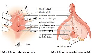 Grafik: System der weiblichen Schwellkörper