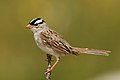 White crowned Sparrow, Bear Tooth HW, MT