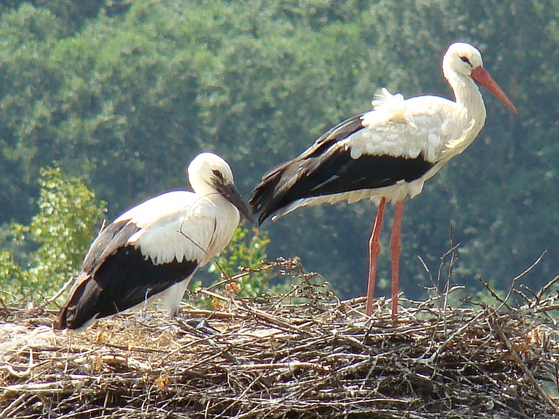Berkas:White Stork-Mindaugas Urbonas-1.jpg