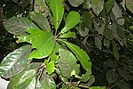Miniatura para Williamodendron