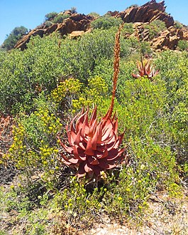 By Robertson in die Karoo Woestyn Nasionale Botaniese Tuin