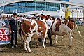 Montbéliardes attendant de passer en concours