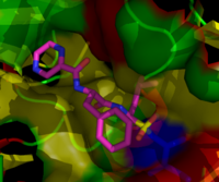 Bortezomib bound to the core particle in a yeast proteasome. The bortezomib molecule is in the center colored by atom type (carbon = pink, nitrogen = blue, oxygen = red, boron = yellow), surrounded by the local protein surface. The blue patch is the catalytic threonine residue whose activity is blocked by the presence of bortezomib. 2f16 bortezomib pink.png