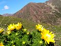 Hlaváček pyrenejský (Adonis pyrenaica)