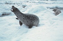 Photo of white-coated, black-spotted seal with extended neck and open mouth lying on snow