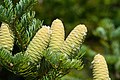 Immature cones of some species or races are green, not purple-bluish: for instance, Manchurian fir.