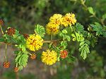 Miniatura para Acacia eburnea