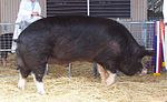 Чемпион Аделаиды Berkshire Boar 2005.jpg