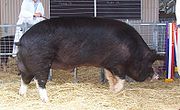 Champion Berkshire boar at the 2005 Royal Adelaide Show