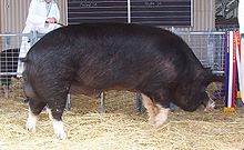 Champion Berkshire boar