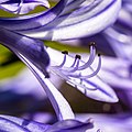 16. Az amarilliszfélék családba tartozó szerelemvirág (Agapanthus) (Hausdülmen, Dülmen, Észak-Rajna-Vesztfália, Németország) (javítás)/(csere)