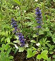 Живучка мохнатая (Ajuga genevensis)