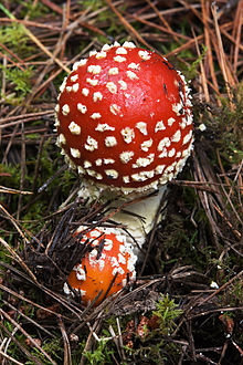 red fungi