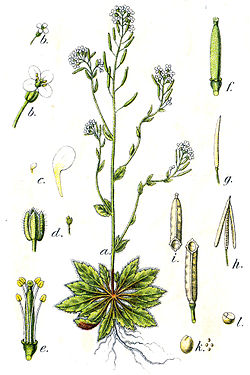 Hentolituruoho (Arabidopsis thaliana)