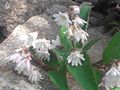 Détail des fleurs et aperçu des feuilles.