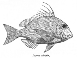 Argyrops spinifer