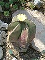 Astrophytum myriostigma f. nudum Vyspělá rostlina.