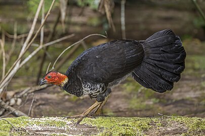 Australian brushturkeyAlectura lathami♀ Australia