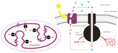 Chemiosmotic coupling between the energy of sunlight, bacteriorhodopsin and phosphorylation (chemical energy) during photosynthesis in the halophilic archaeal organism Halobacterium salinarum (syn. H. halobium). The archaeal cell wall is omitted. Bacteriorhodopsin chemiosmosis (horizontal).gif