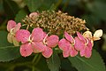 26. Kerti hortenzia (Hydrangea macrophylla) (javítás)/(csere)