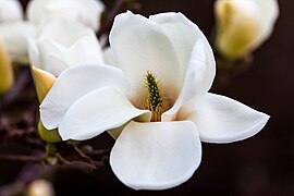 Một nụ trắng của Magnolia × soulangeana