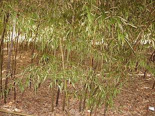 Olivensort Furebambus (Phyllostachys nigra)