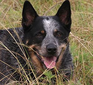 Thommo is a blue Australian Cattle Dog with a ...