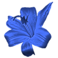 Blueflower.png