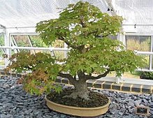 Bonsai fo Kew Garden.jpg