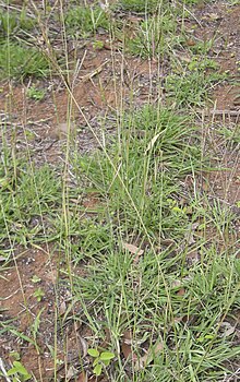 Bothriochloa pertusa habit.jpg